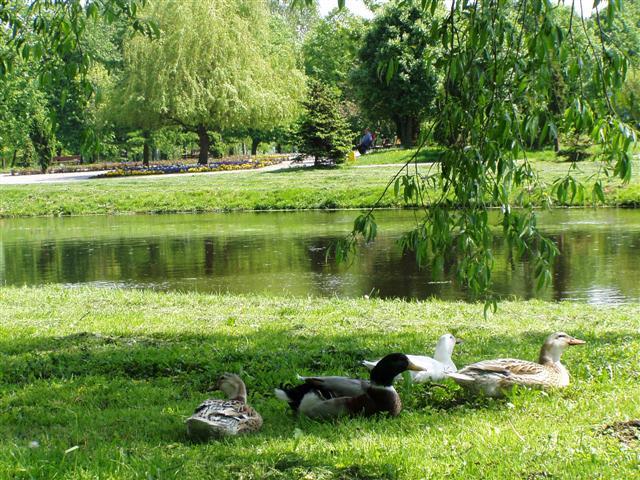 zdjęcie: Park miejski – miejsce wypoczynku (fot. B. Komarzewski)